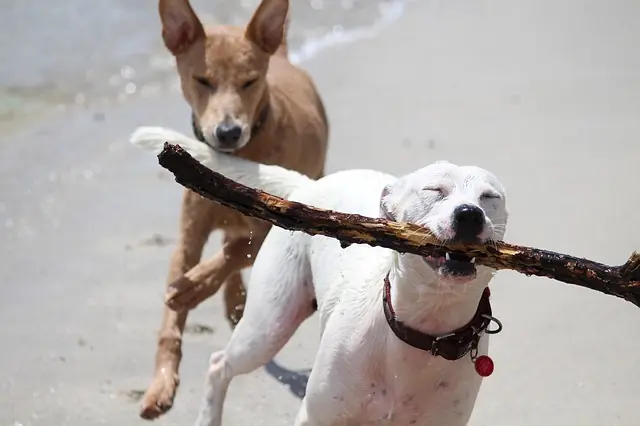 pelea de perros