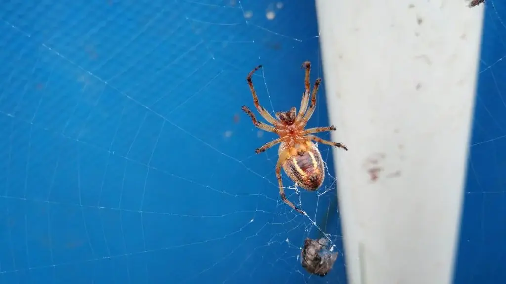 Steatoda triangulosa