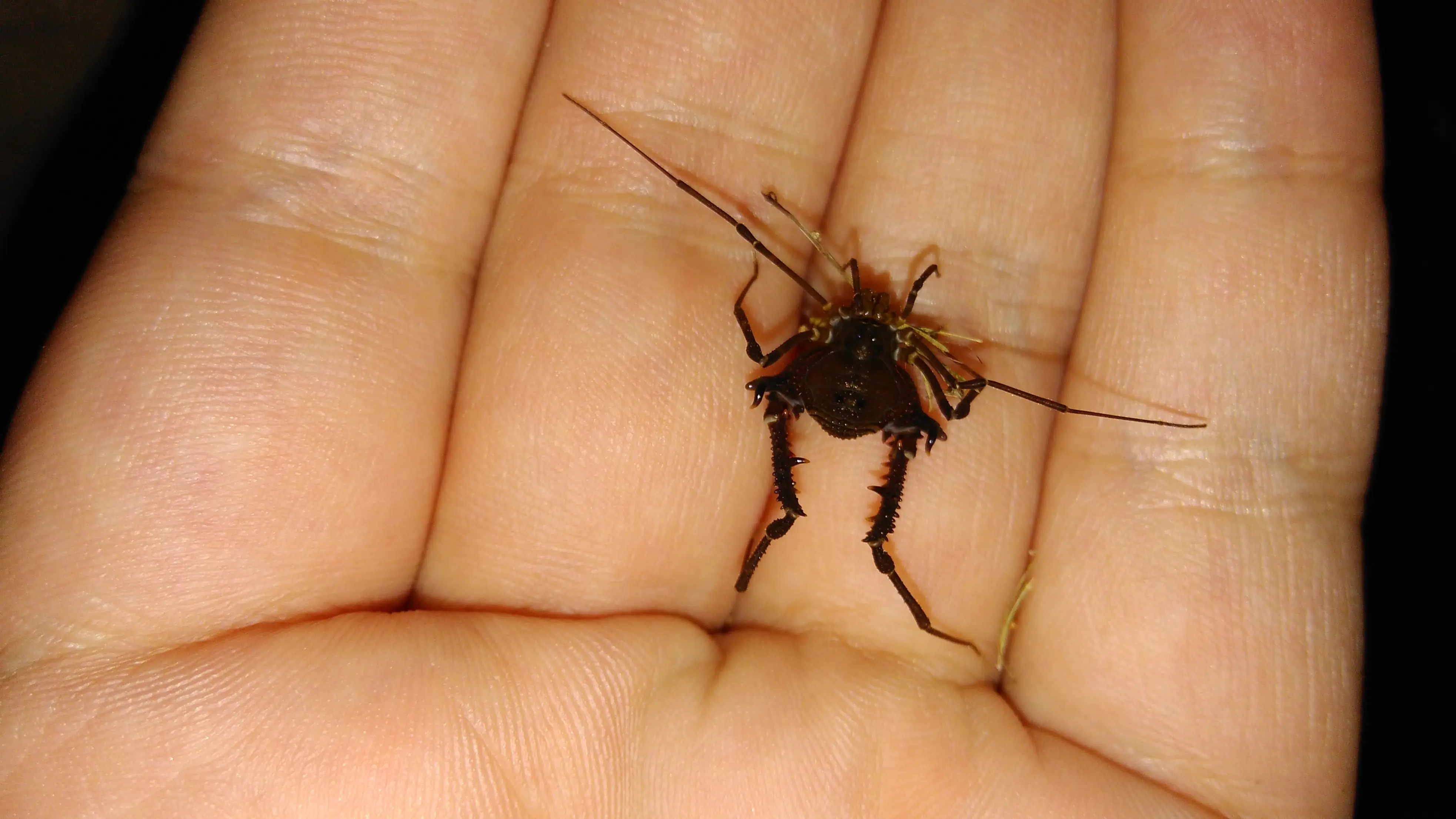 Ministrymons sanguinalis