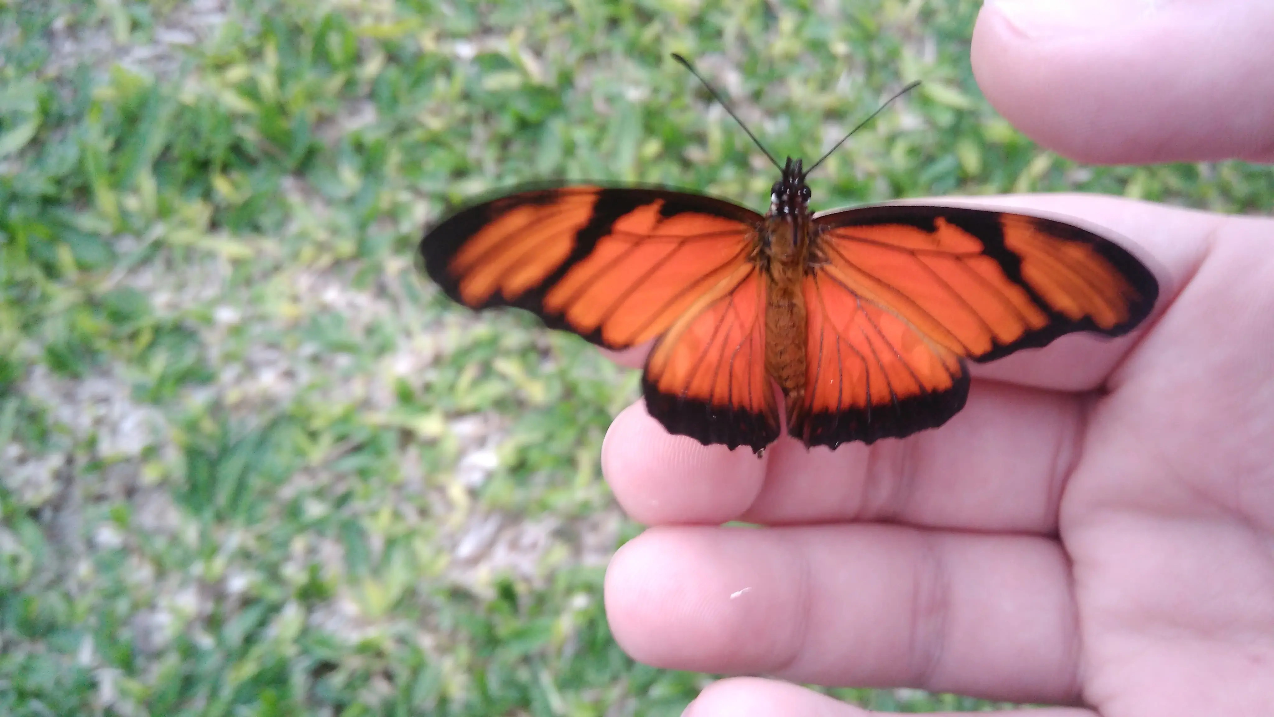 Te muestro unos artrópodos que viven en casa, pasa lince.