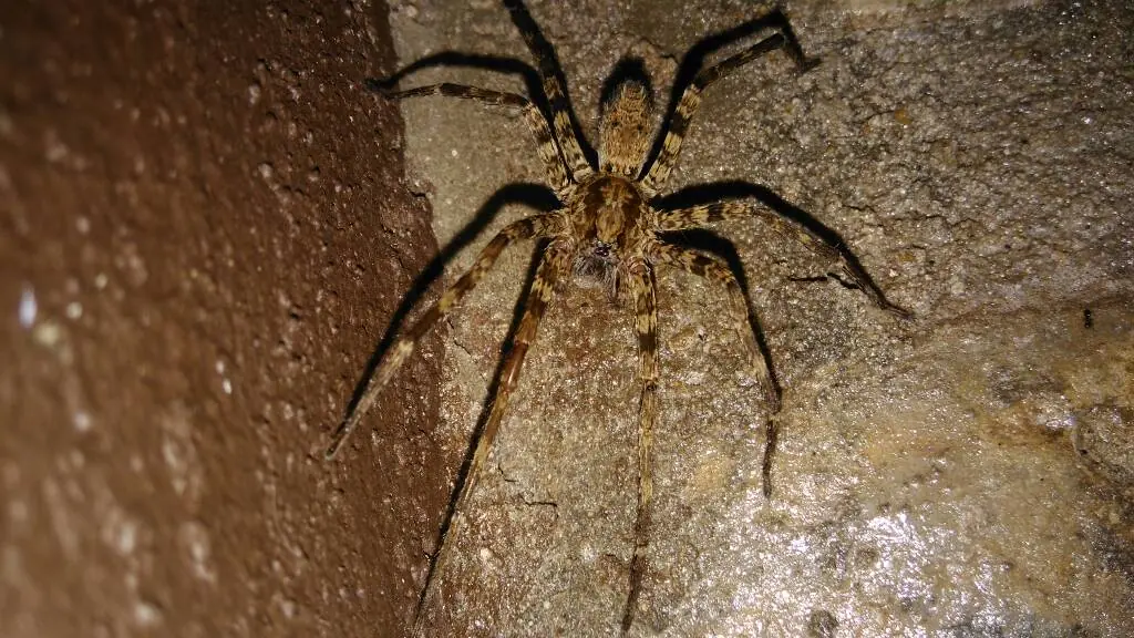 Te muestro unos artrópodos que viven en casa, pasa lince.