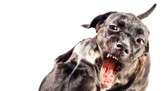 pelea de perros