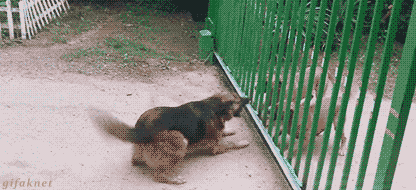 perros peleandose