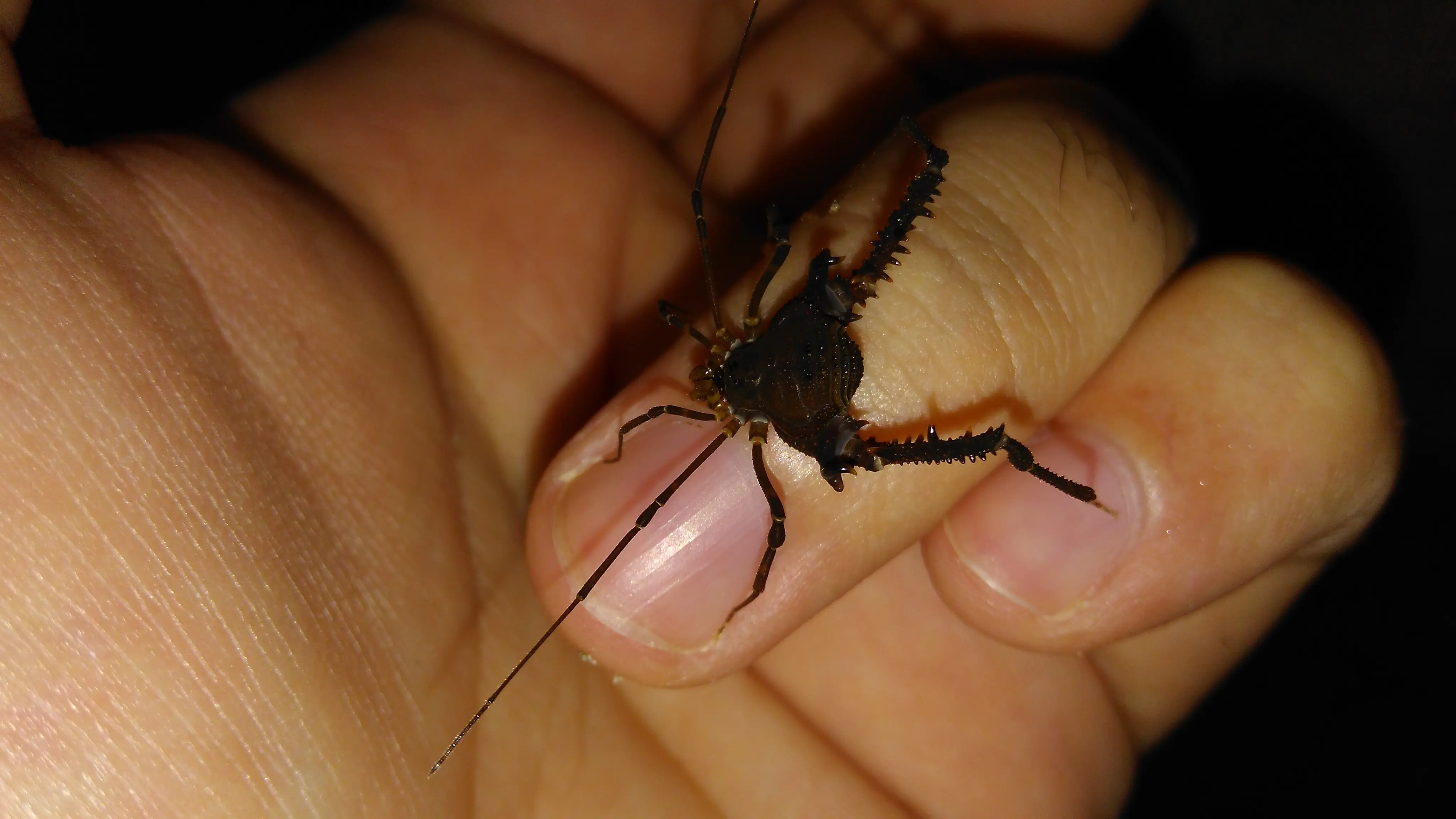 Junonia genoveva hilaris
