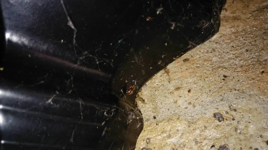 Junonia genoveva hilaris