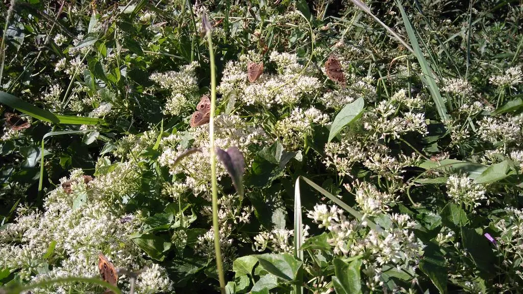 Junonia genoveva hilaris