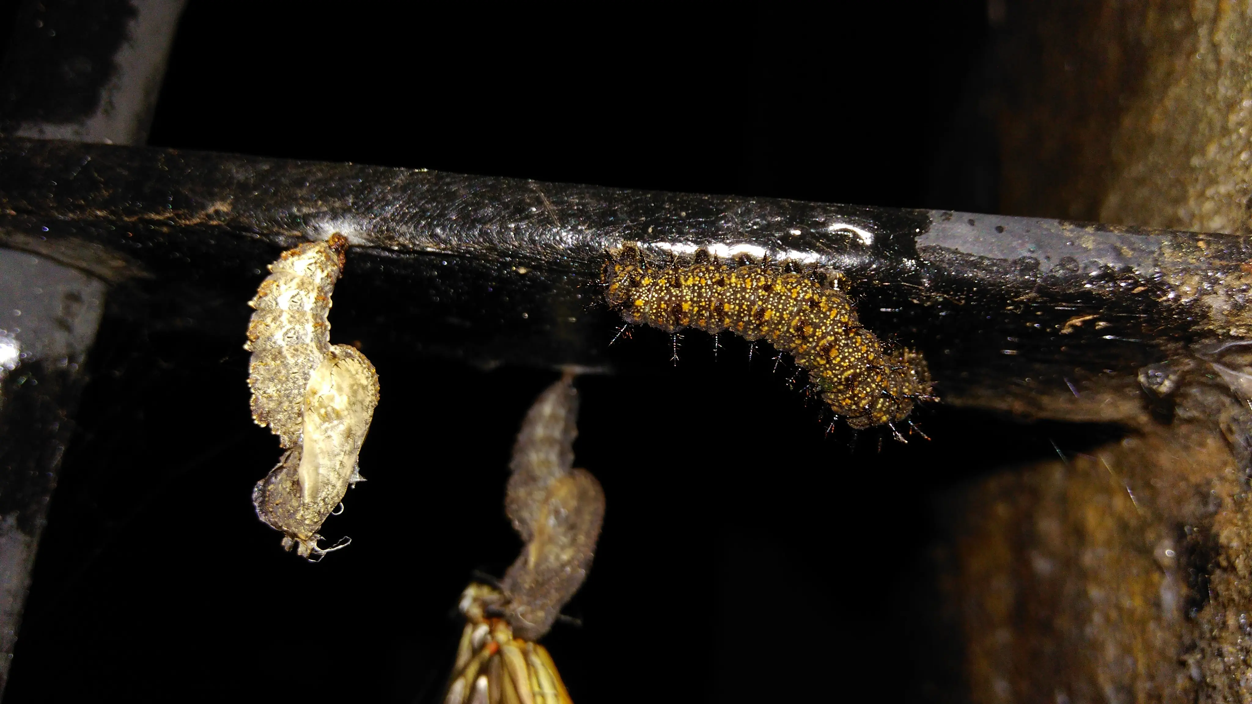 Dione juno suffumata