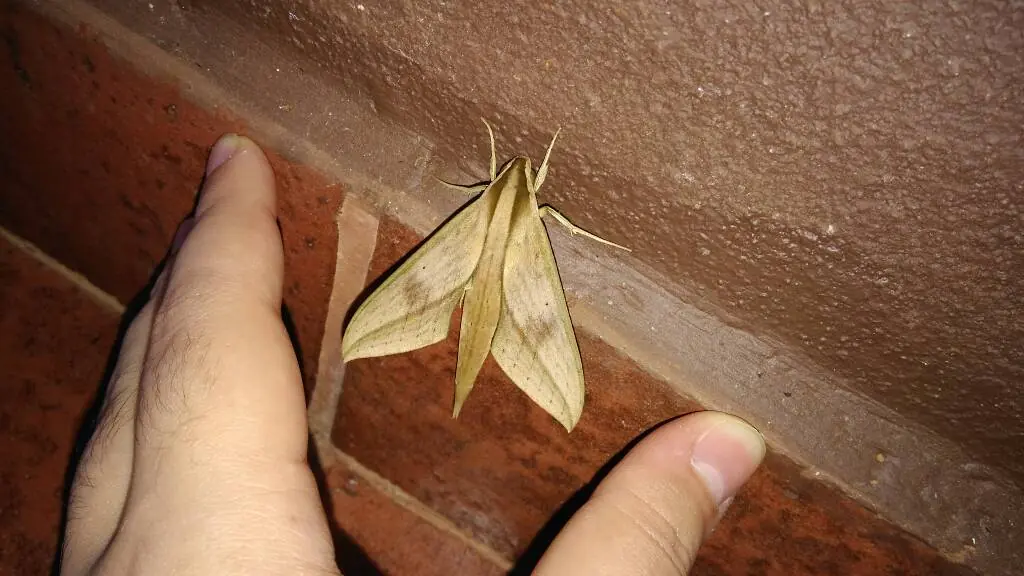 Steatoda triangulosa