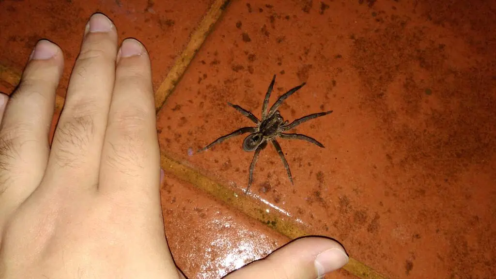 Te muestro unos artrópodos que viven en casa, pasa lince.