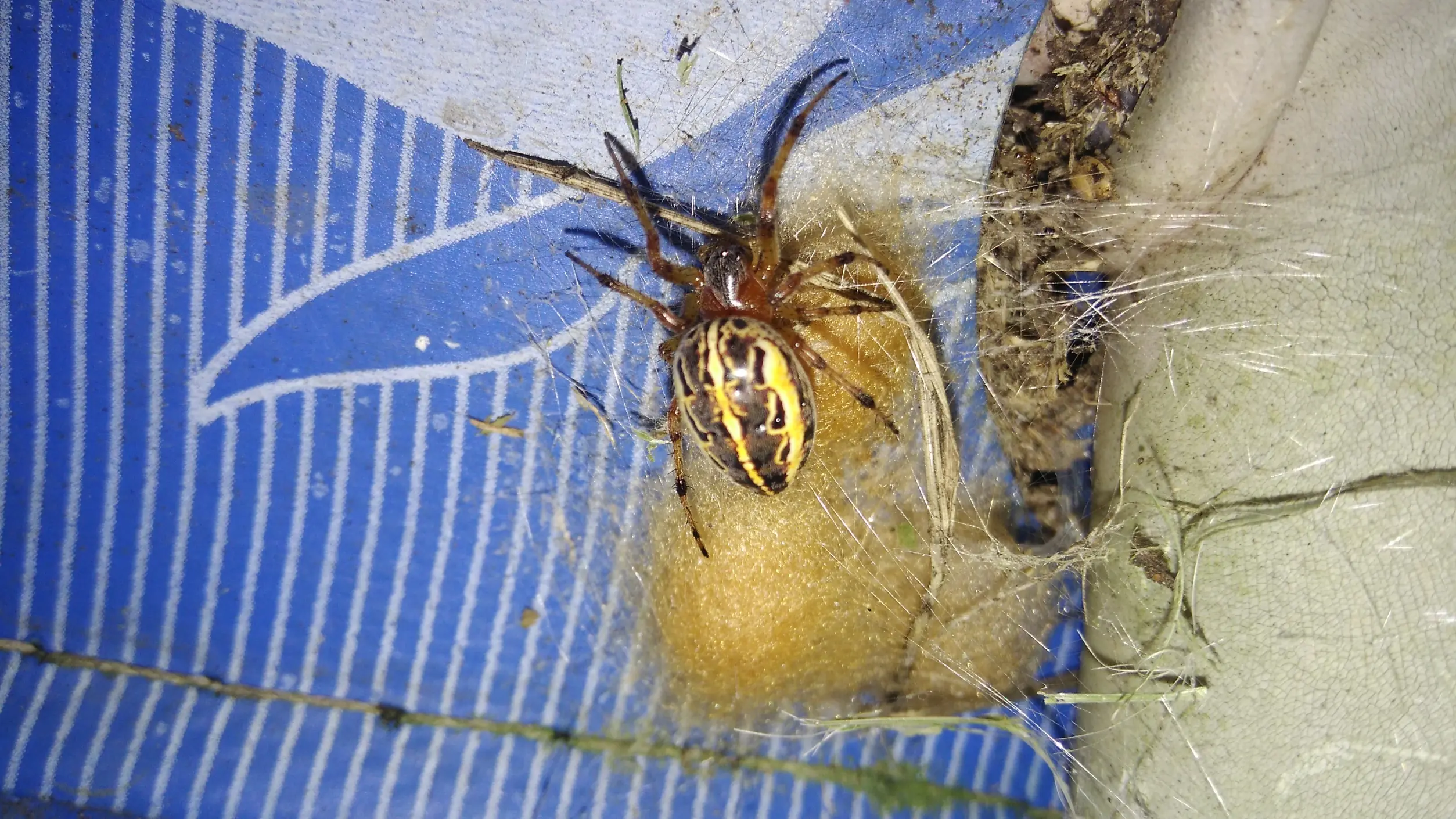 Junonia genoveva hilaris