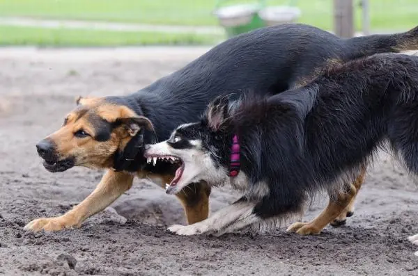 separar a los perros
