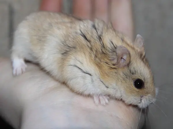 hammster
