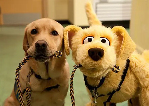¿Como separar a dos perros que están peleando?