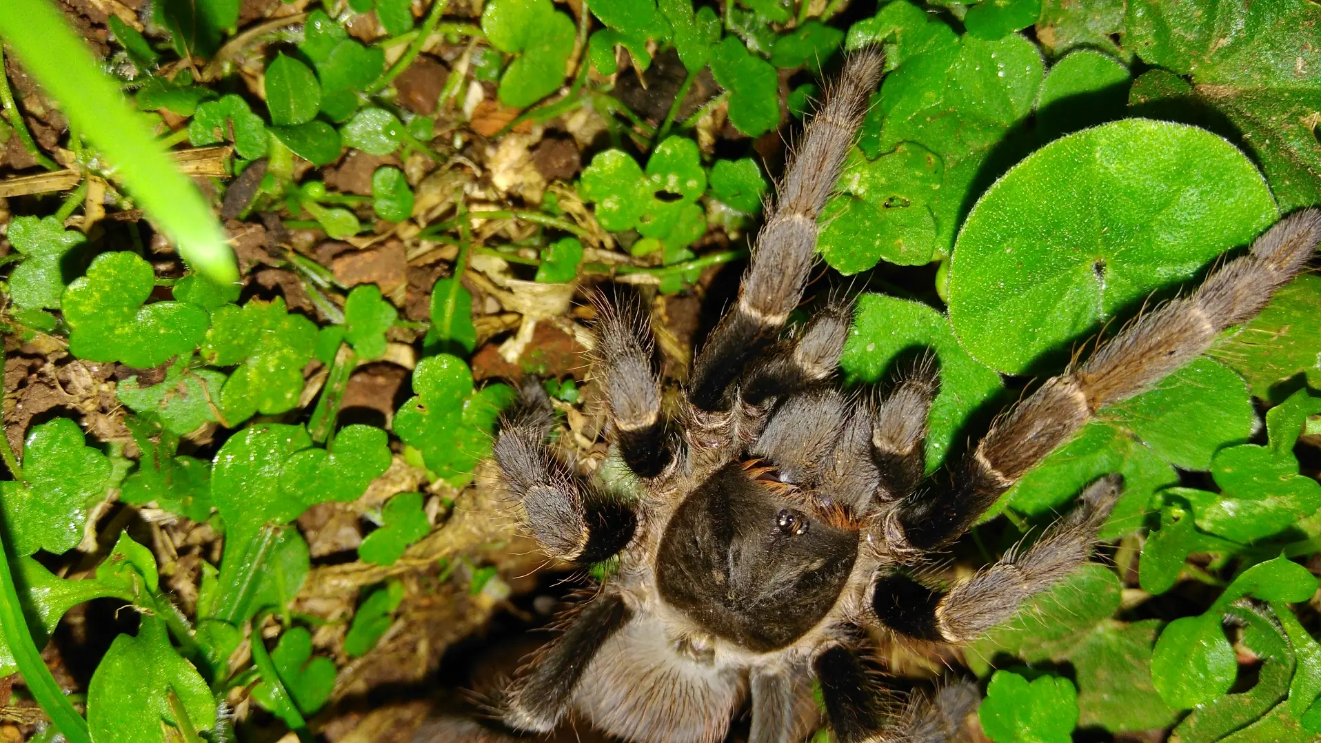 Steatoda triangulosa
