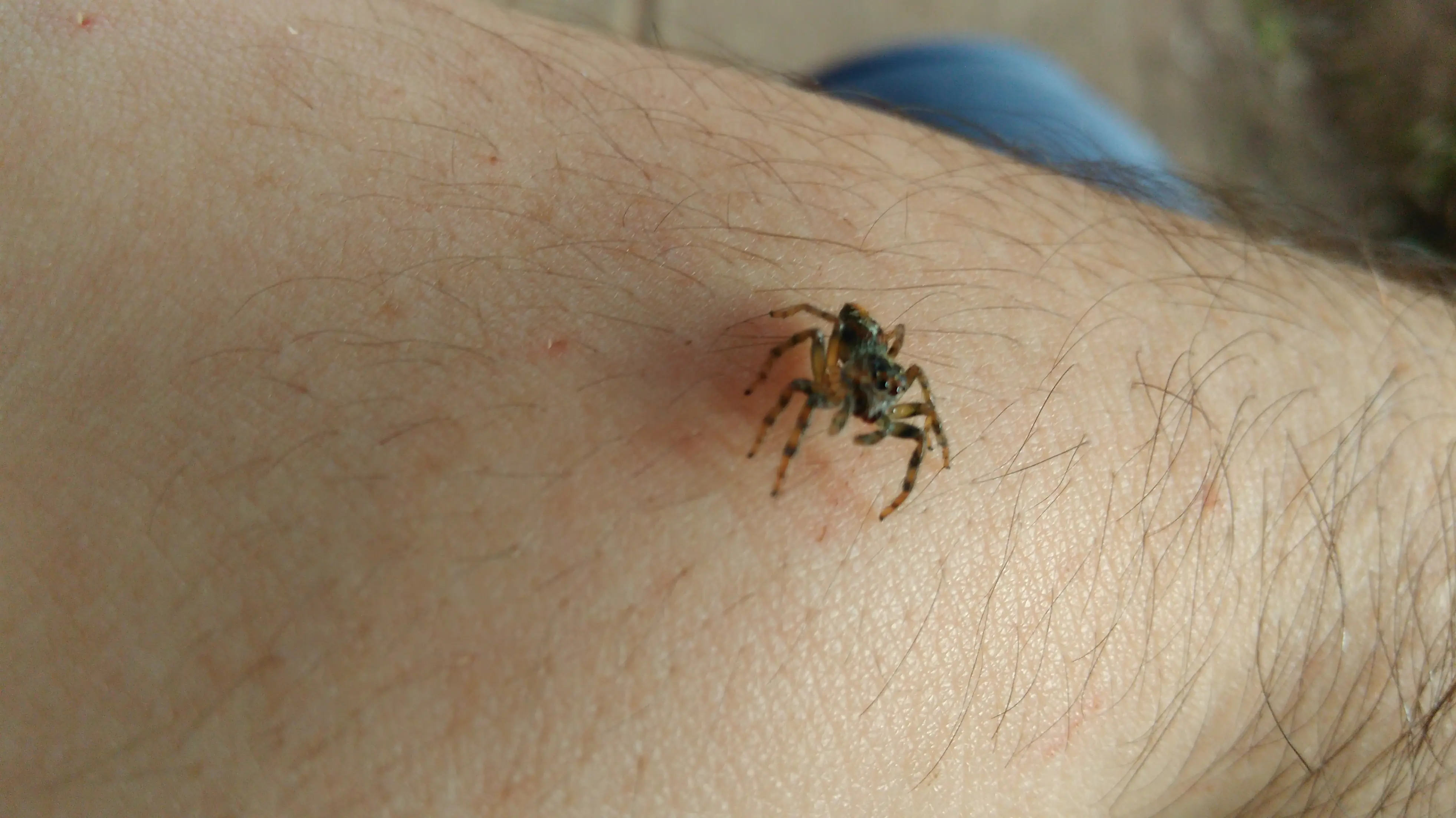 Steatoda triangulosa