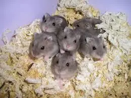 hammster