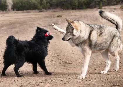 tips perros tips perros
