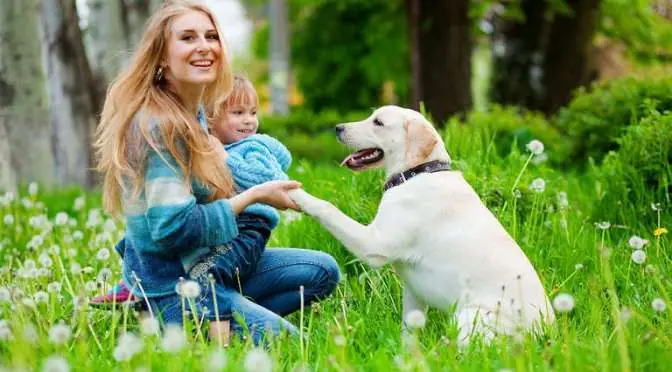 ¿Como separar a dos perros que están peleando?