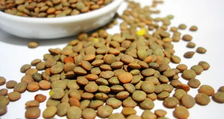 alimentos alimentos