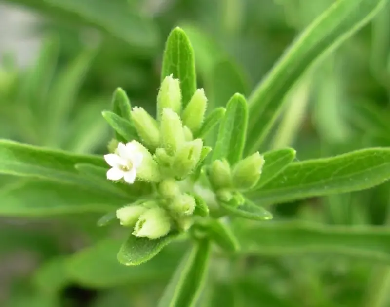 Los increíbles beneficios de la estevia para la salud. Los increíbles beneficios de la estevia para la salud.
