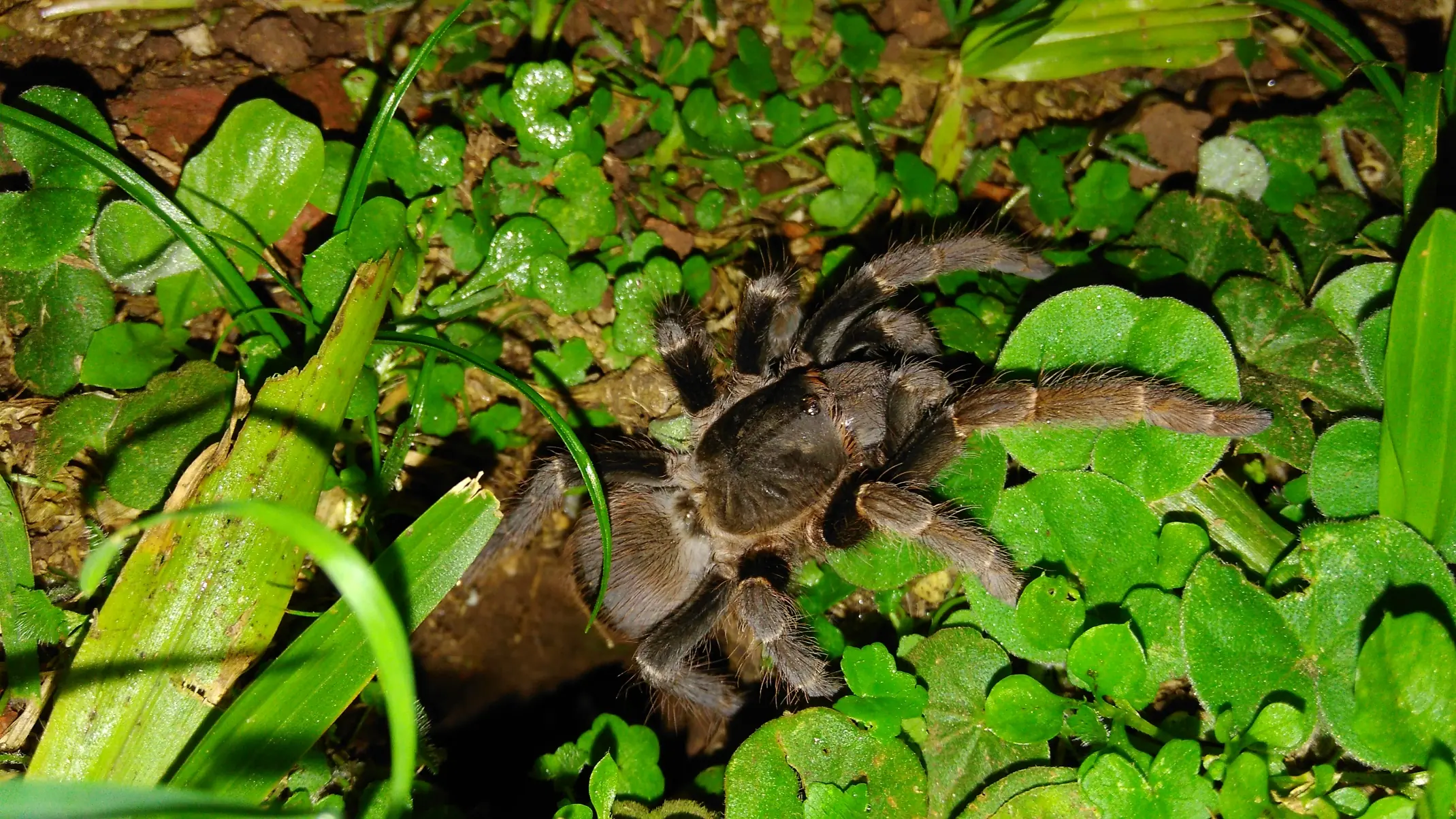 Dione juno suffumata