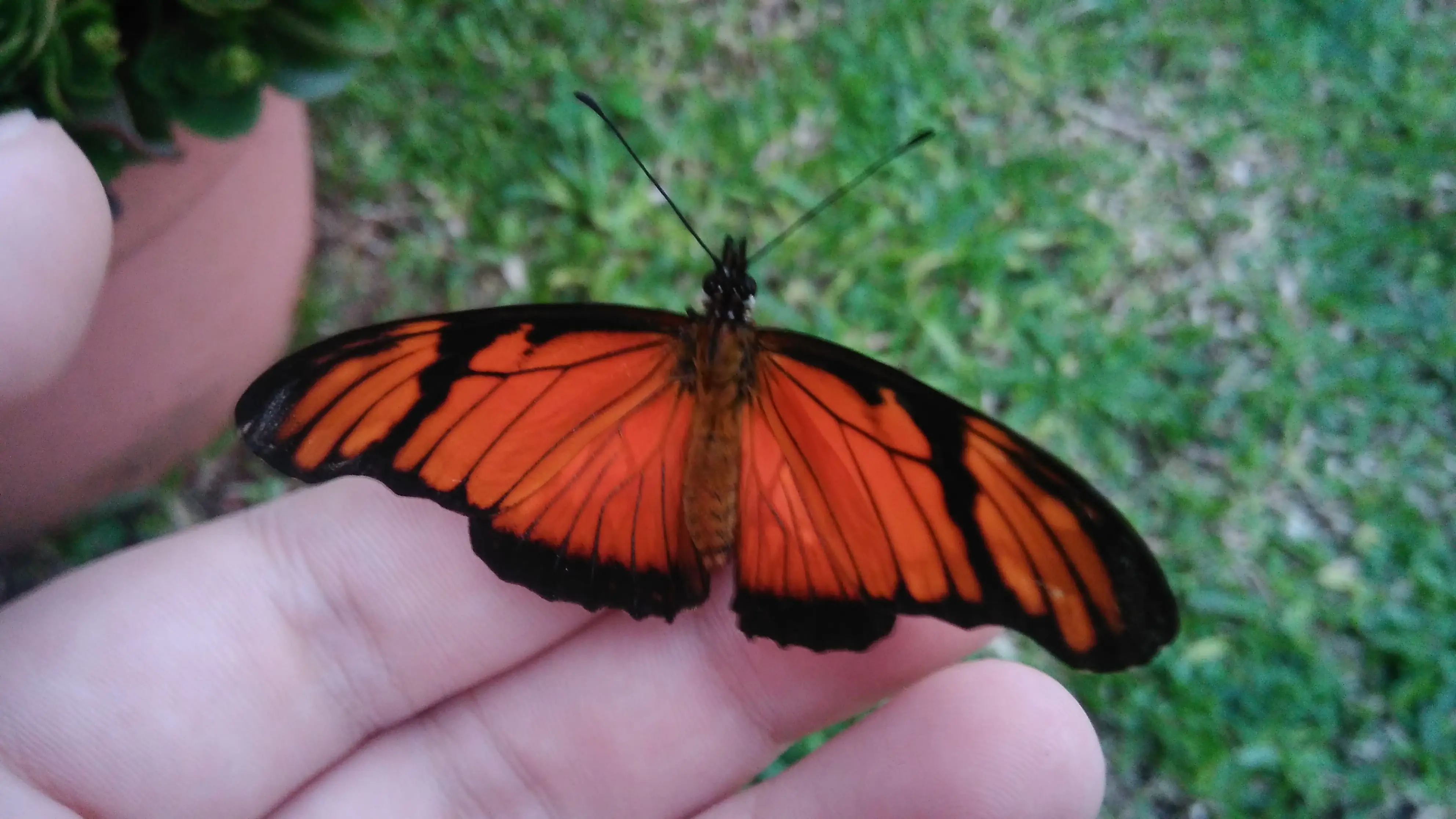 Junonia genoveva hilaris