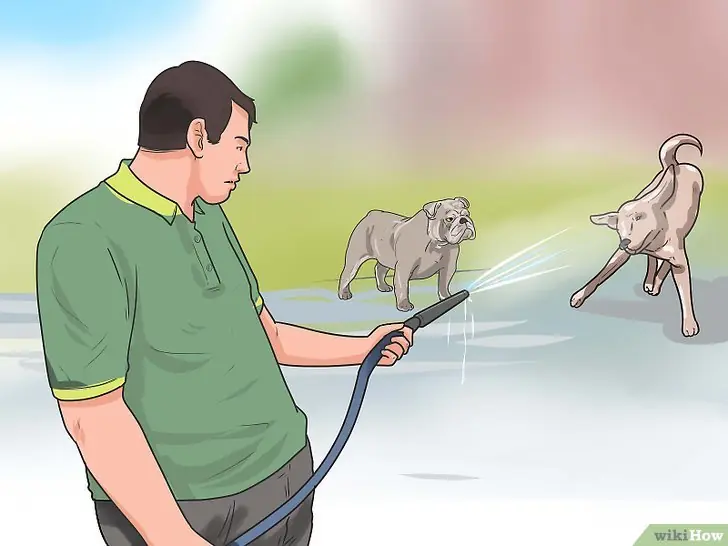 separar a los perros