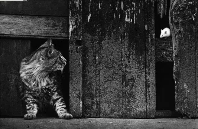 4 de los mejores fotógrafos del mundo 4 de los mejores fotógrafos del mundo