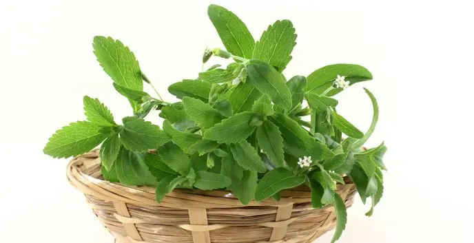 Los increíbles beneficios de la estevia para la salud. Los increíbles beneficios de la estevia para la salud.