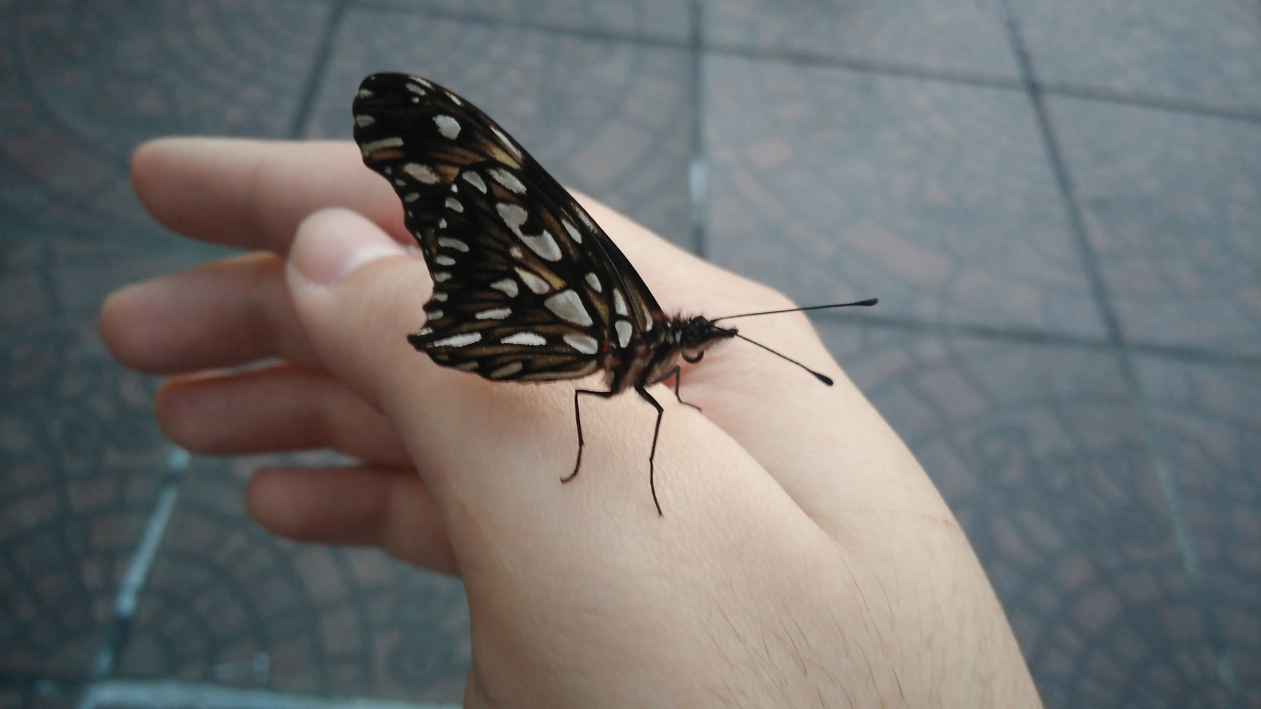 Steatoda triangulosa