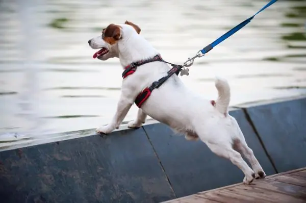 separar a dos perros peleandose separar a dos perros peleandose
