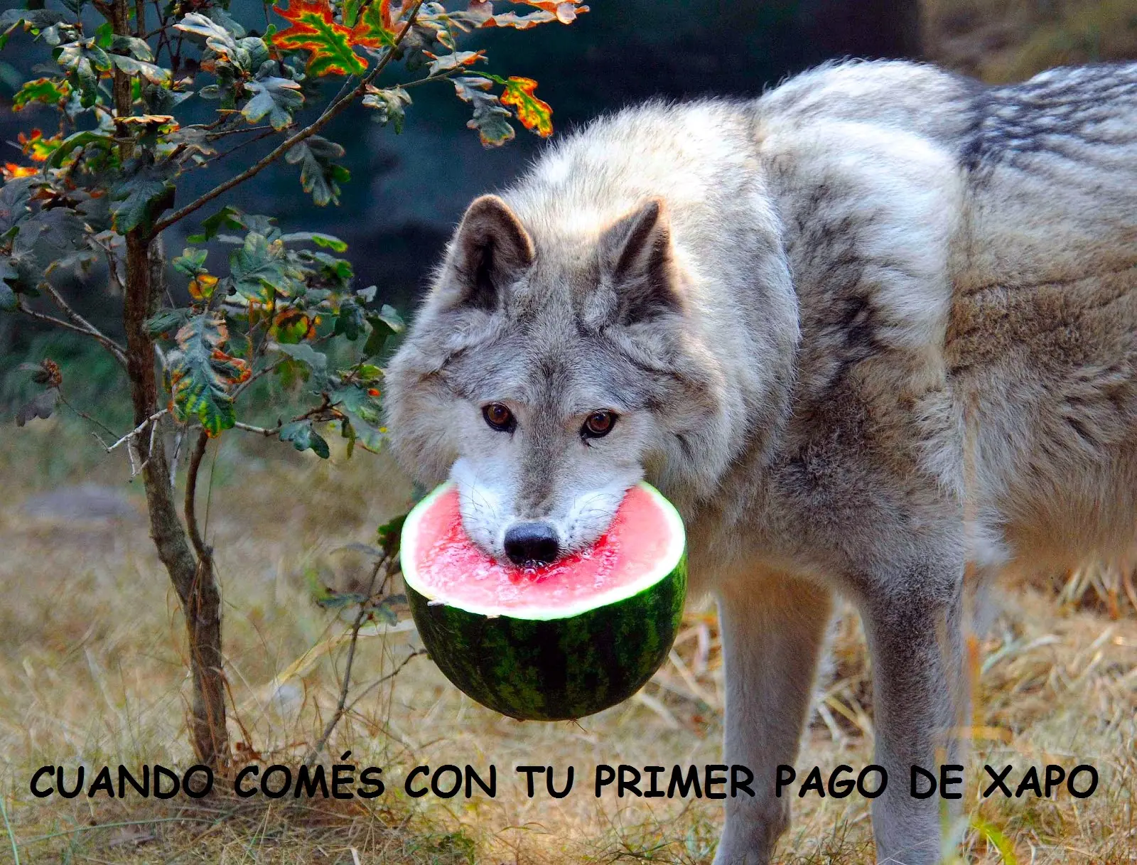 lince
