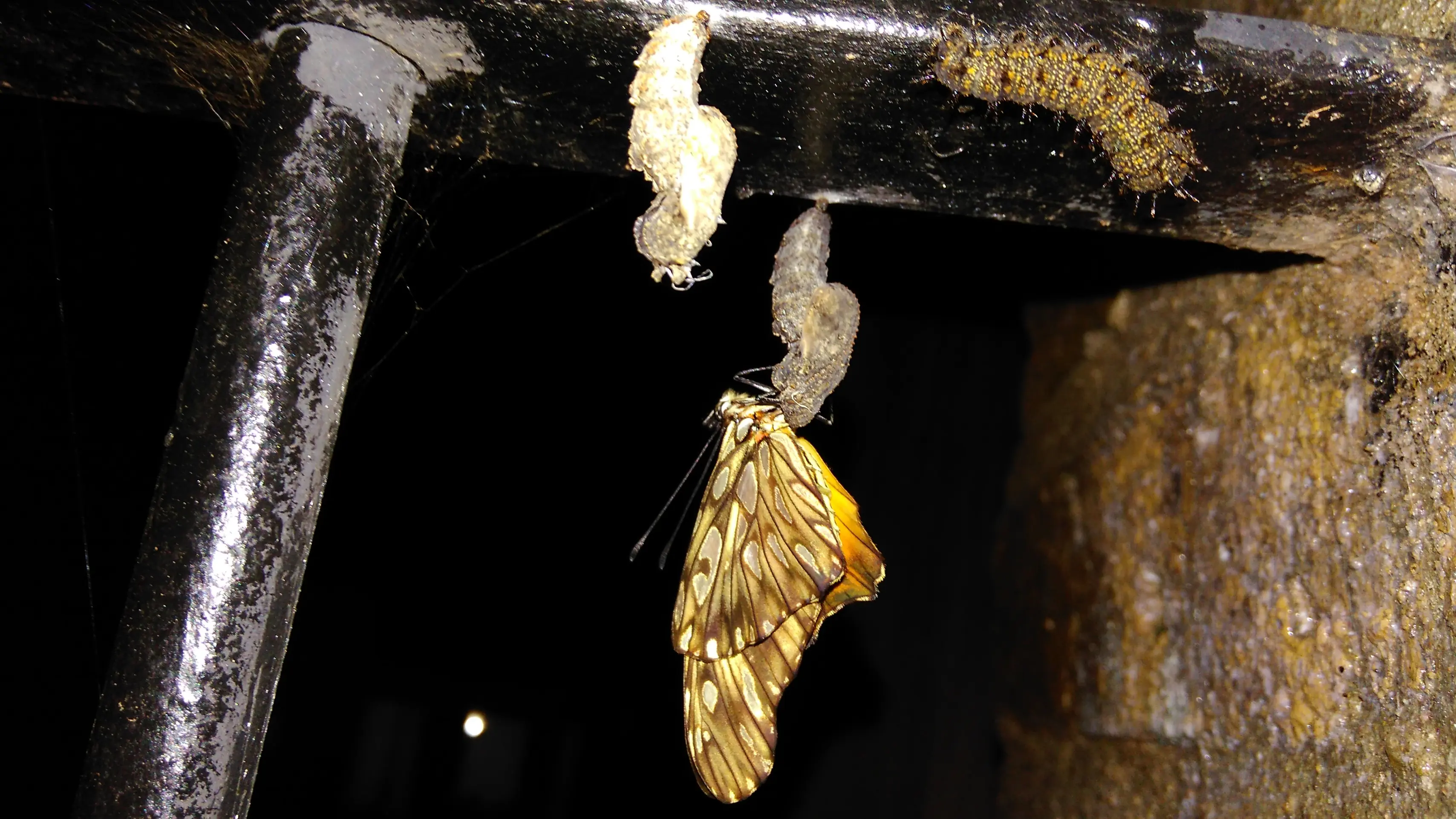 Steatoda triangulosa