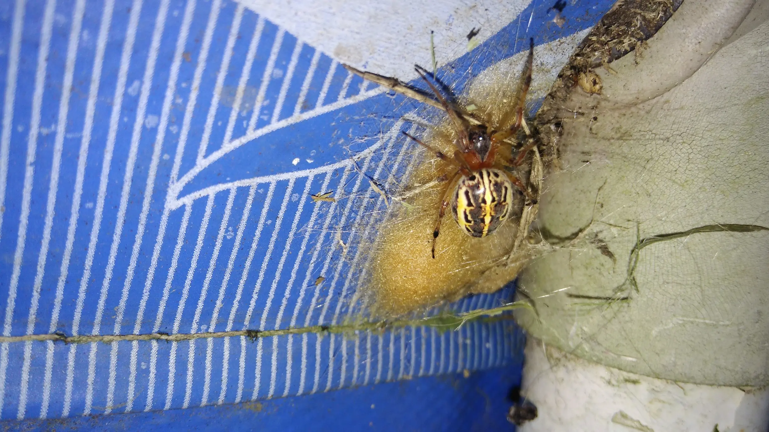 Ministrymons sanguinalis