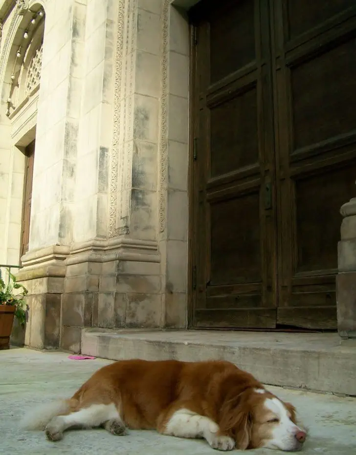 profesiones curiosas