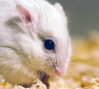 Todos lo tipos de hamsters