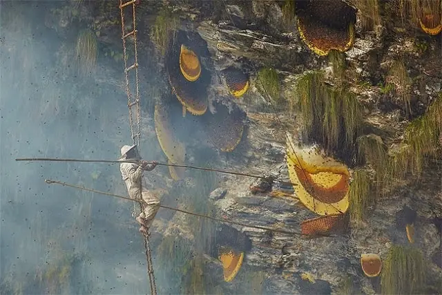 miel alucinogena en Nepal