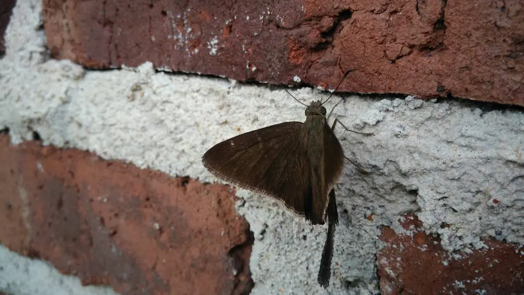 Ministrymons sanguinalis