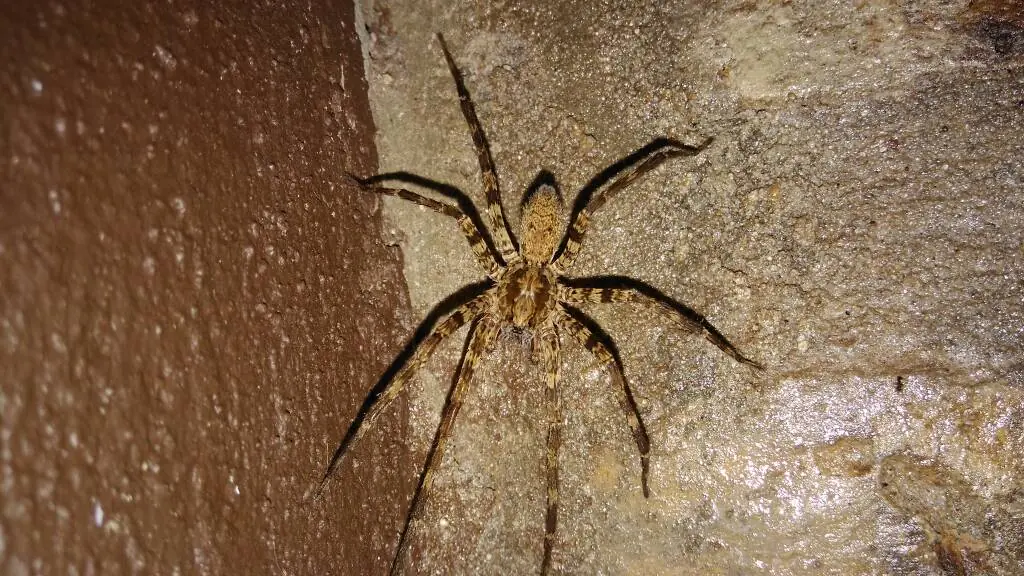 Junonia genoveva hilaris