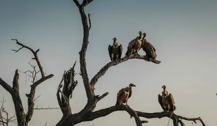 Los buitres usan su orina para enfriarse