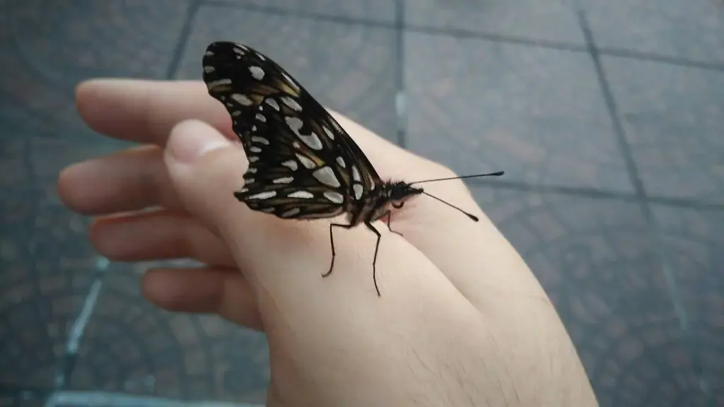 Junonia genoveva hilaris