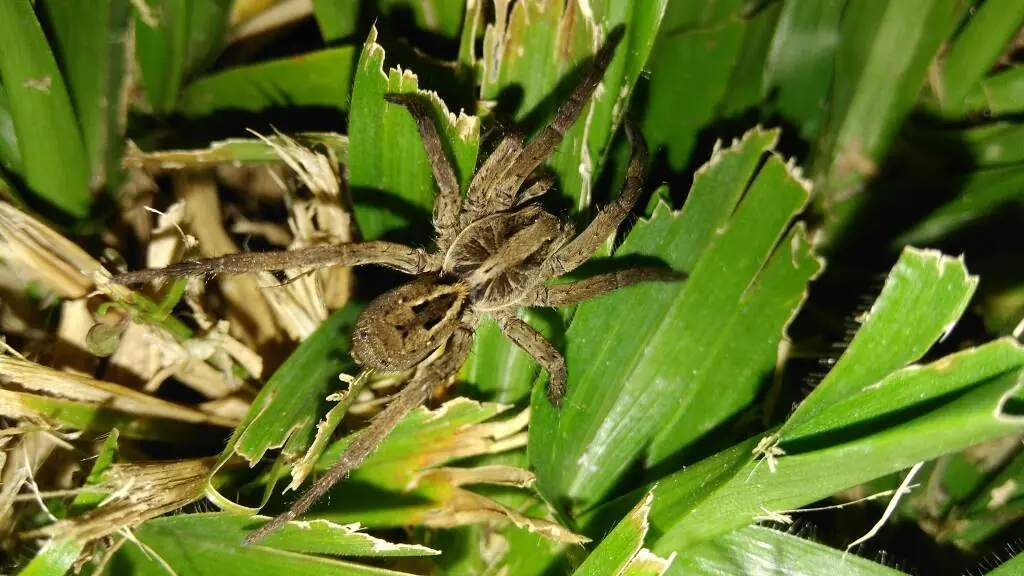 Ministrymons sanguinalis