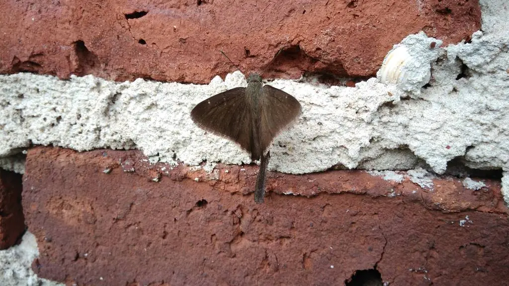 Junonia genoveva hilaris