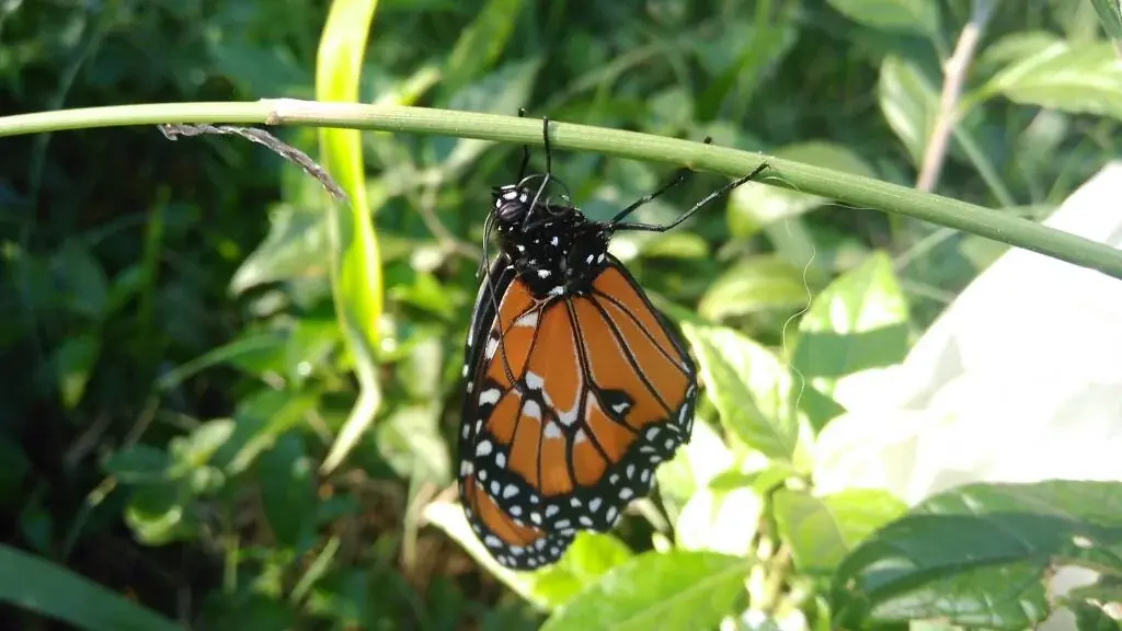 Dione juno suffumata