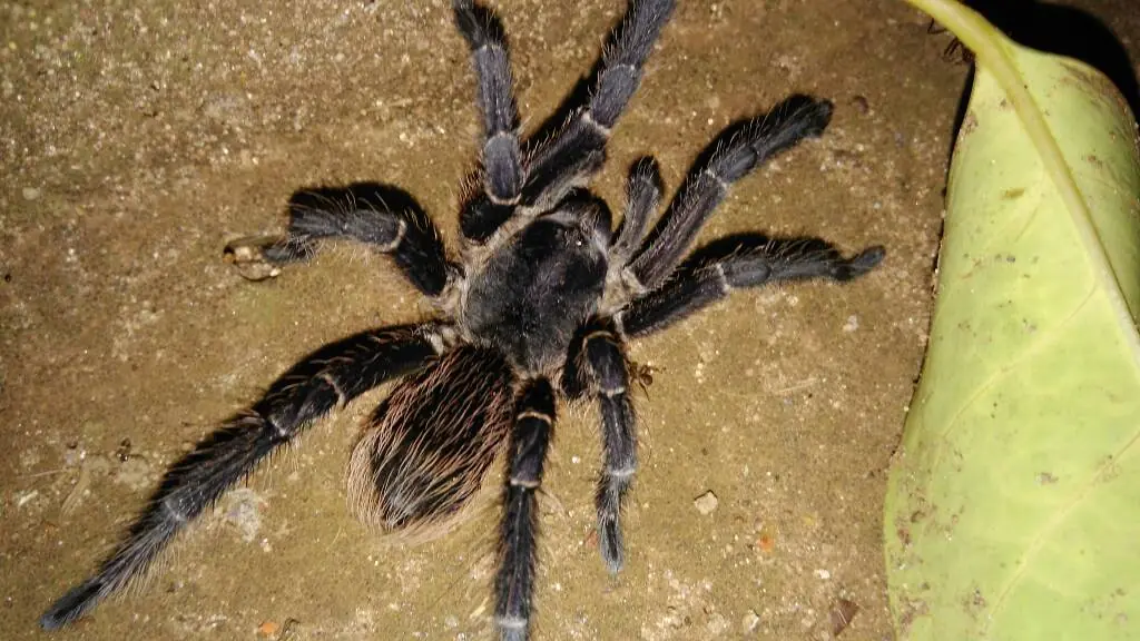 Dione juno suffumata