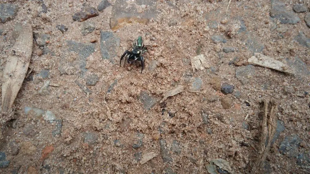 Ministrymons sanguinalis