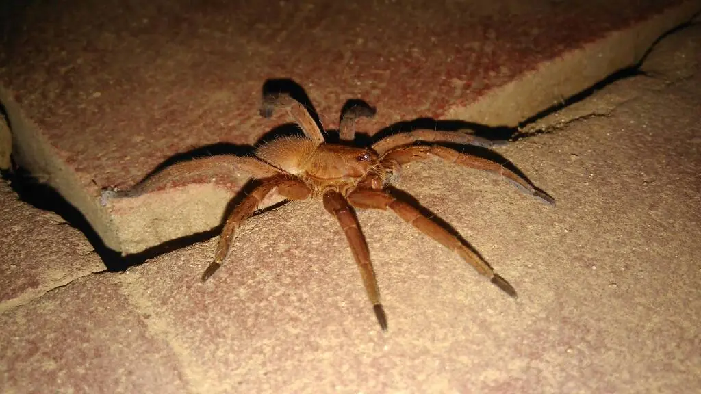 Dione juno suffumata