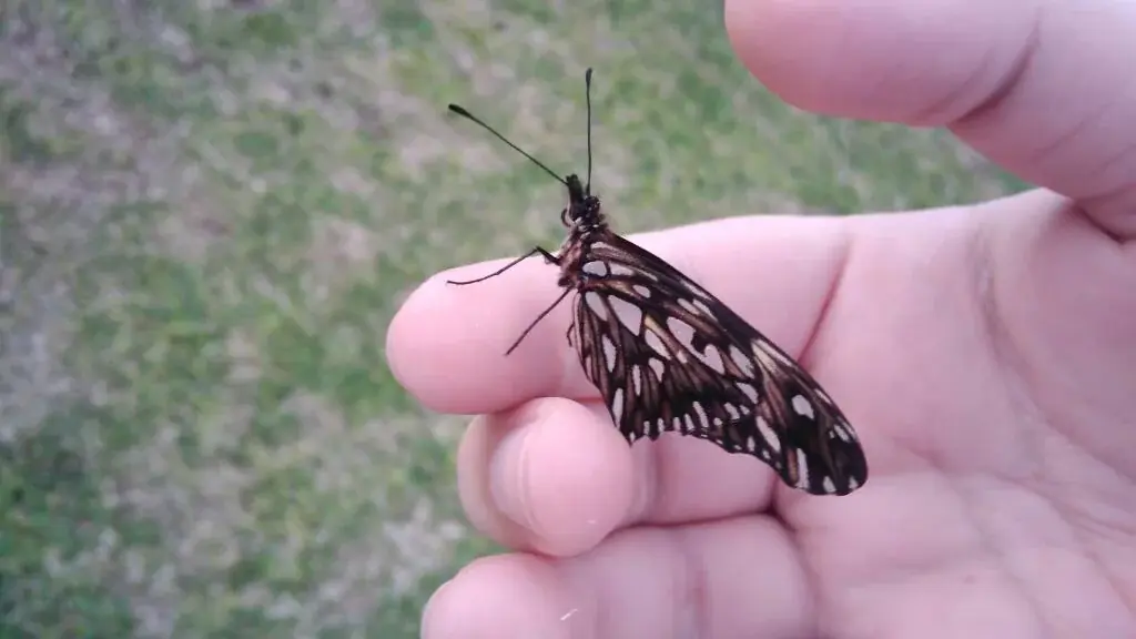 Ministrymons sanguinalis