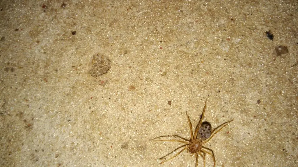 Junonia genoveva hilaris