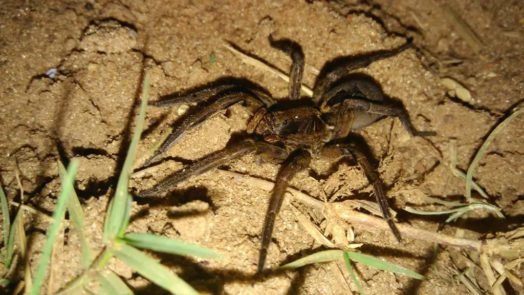 Dione juno suffumata